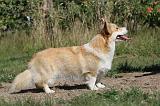CORGI PEMBROKE 001